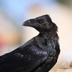 Kuzgun / Raven / Corvus corax